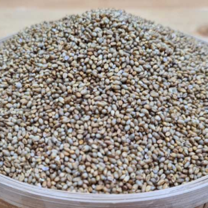Country pearl millet Country pearl millet