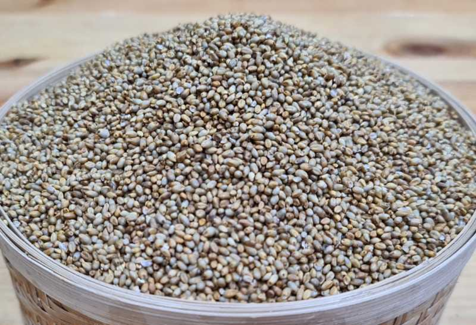 Country pearl millet