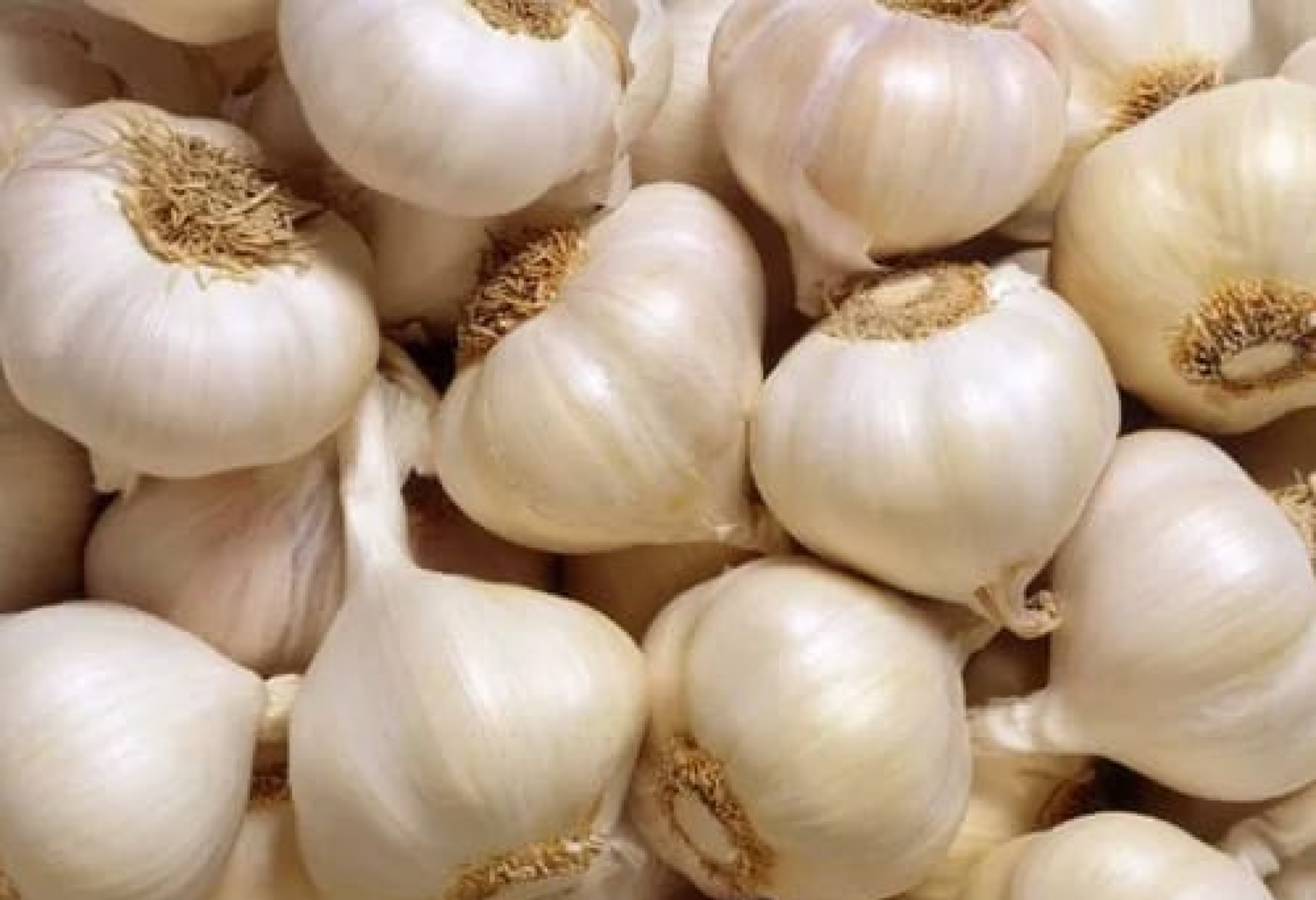 Mountain Garlic