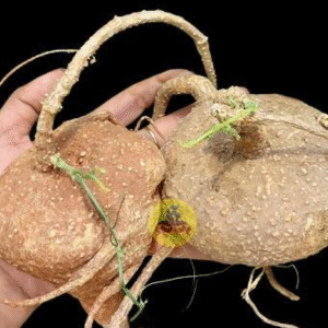 aagasa karudan kizhangu