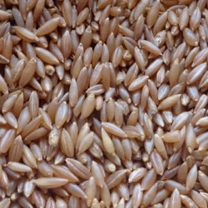 MOONGIL RICE Moongil Rice