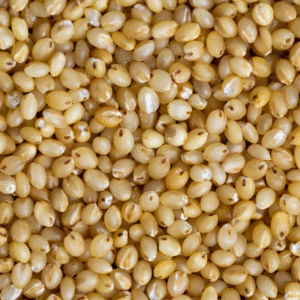 foxtail millet Foxtail Millet