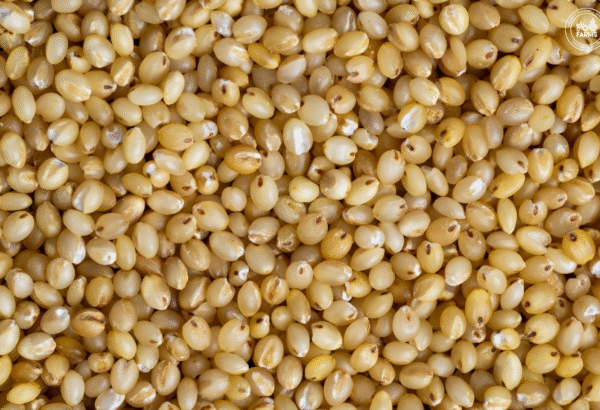 Foxtail Millet