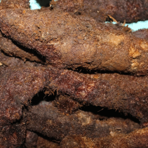 mudavattukkal kizhangu mudavattukkal kizhangu