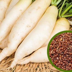 mullangi vidhai Mullangi vidhai