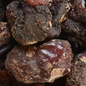 murungai pisin Murungai Pisin