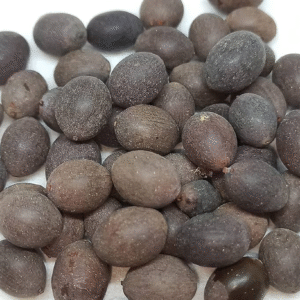 thamarai vidhai Thamarai Vidhai