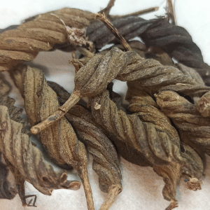 valampurikkai Valampurikkai